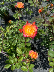 Strauchrose 'LandLust'