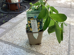 Johanniskraut `Rose von Sharon`