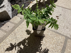 Wurmfarm Dryopt. Filix-mas