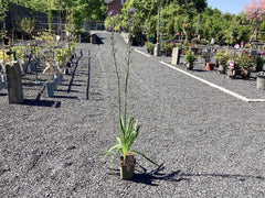 Präriekerze Camassia leichtlinii ‘Caerulea‘
