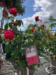 Edelrose 'Ruby Kiss' Antique