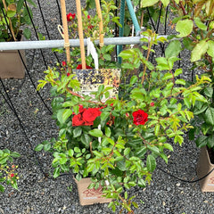 Kletterrose 'Crimson Siluetta'