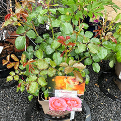 Beetrose 'Coral Lions-Rose'