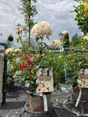 Beetrose 'Lions-Rose'