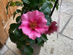 Beetrose 'SEE YOU® in pink'