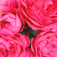 Beetrose 'Moin Moin'