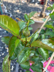 Strauchrose 'Soul®'