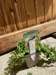 Pfennigkraut - Münzkraut