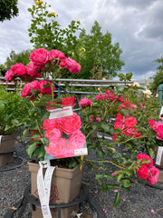 Beetrose 'Moin Moin'