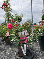 Beetrose 'Pomponella'