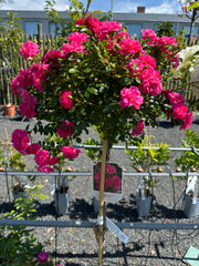 Kleinstrauchrose 'Knirps®' Hochstamm