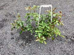 Kletterrose 'Florentina '