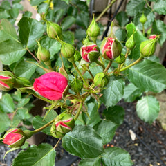 Beetrose 'Moin Moin'