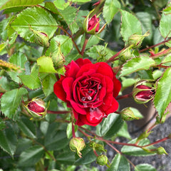 Kletterrose 'Crimson Siluetta'