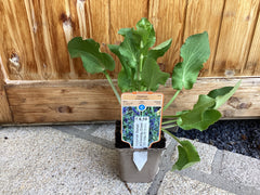 Edeldistel ‘ Blaukappe‘ Eryngium planum
