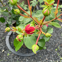 Beetrose 'Pomponella'