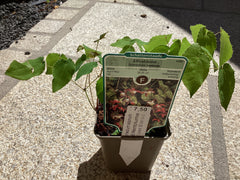 Elfenblume Epimedium alpinum