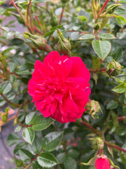 Kleinstrauchrose 'Knirps®' Hochstamm