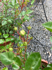 Kleinstrauchrose 'Snow Ballet'