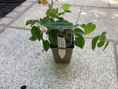 Elfenblume `Sulphureum` Epimedium x Vers.