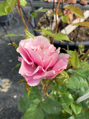 Edelrose 'Königin Marie' Parfuma