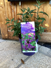 Zwerg-Schmetterlingsflieder 'Orchid Annie '