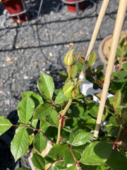 Strauchrose 'Matthias Claudius Rose'