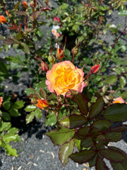 Strauchrose 'LandLust'