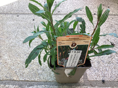 Prachtkerze Gaura ‘ Whirling Butterflies‘