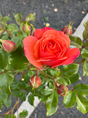 Beetrose 'Coral Lions-Rose'