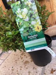 Stechpalme ‘Little Rascal ‘ Ilex mes.