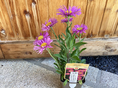 Alpen Aster ‘ Happy End‘ Aster alpinus