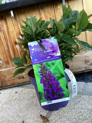 Zwerg-Schmetterlingsflieder 'Violet Copper '