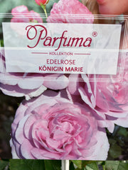 Edelrose 'Königin Marie' Parfuma