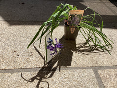 Präriekerze Camassia quamash