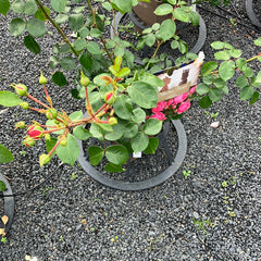 Beetrose 'Pomponella'