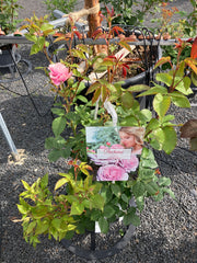 Edelrose 'Königin Marie' Parfuma