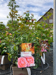 Beetrose 'Coral Lions-Rose'