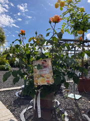 Edelrose 'Sunny Sky'