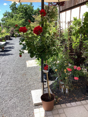 Edelrauchrose 'Tiamo' Hochstamm