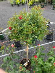 Kleinstrauchrose 'Knirps®' Hochstamm