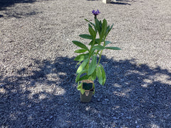 Berg - Flockenblume Centaurea Montana