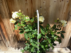 Kletterrose 'Lemon Siluette'