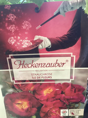 Strauchrose 'Ile de Fleurs/ Max Reinhardt Heckenzauber