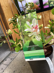 Gewürzstrauch ‘ Venus ‘