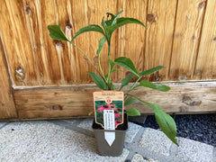 Roter Sonnenhut purpurea , rot