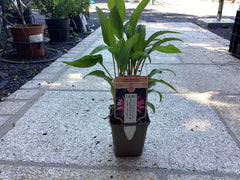 Roter Sonnenhut 'Magnus'