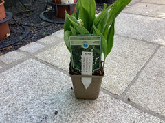 Maiglöckchen Convallaria majalis