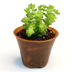 Plastic-Free Plant Pot Plenta – 6 cm
