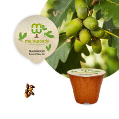 Traubeneiche Baum-Pflanz-Set – Quercus petraea selbst pflanzen
